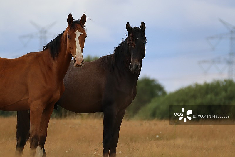 德国田野上的骏马 портрет图片素材