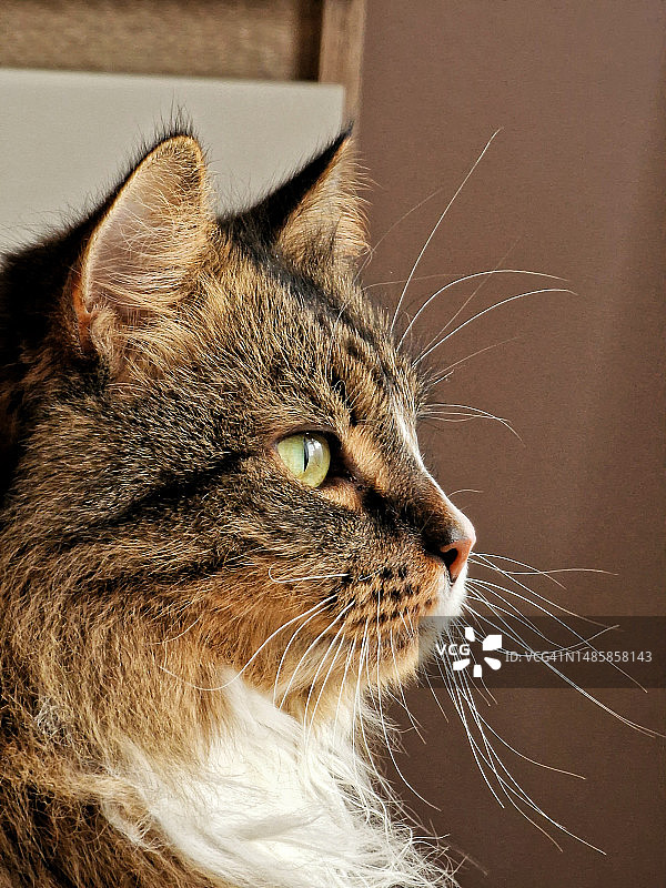 立陶宛考诺，猫咪看向远方的特写图片素材