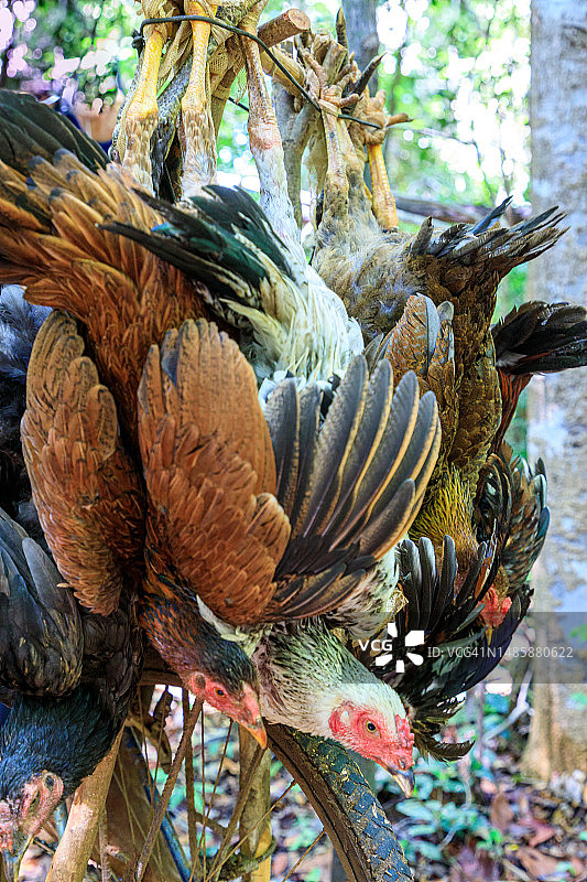 马达加斯加的鸡图片素材