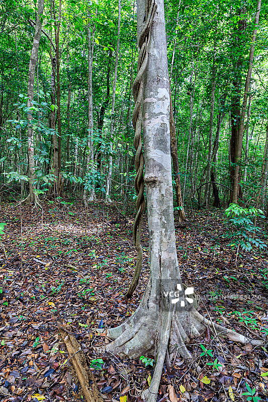 马达加斯加青灰色石林图片素材