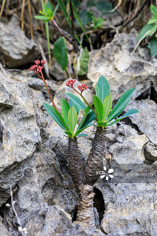 马达加斯加青灰色石林图片素材