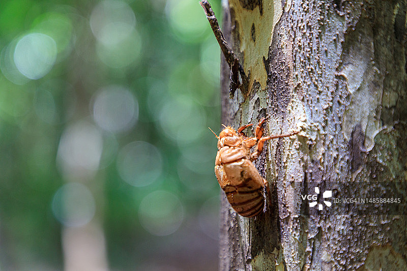 马达加斯加的蝉图片素材