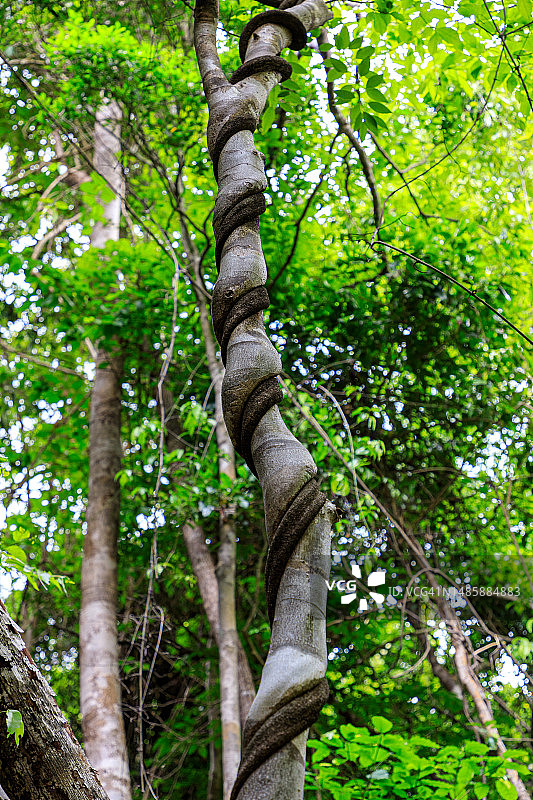 马达加斯加青灰色石林图片素材