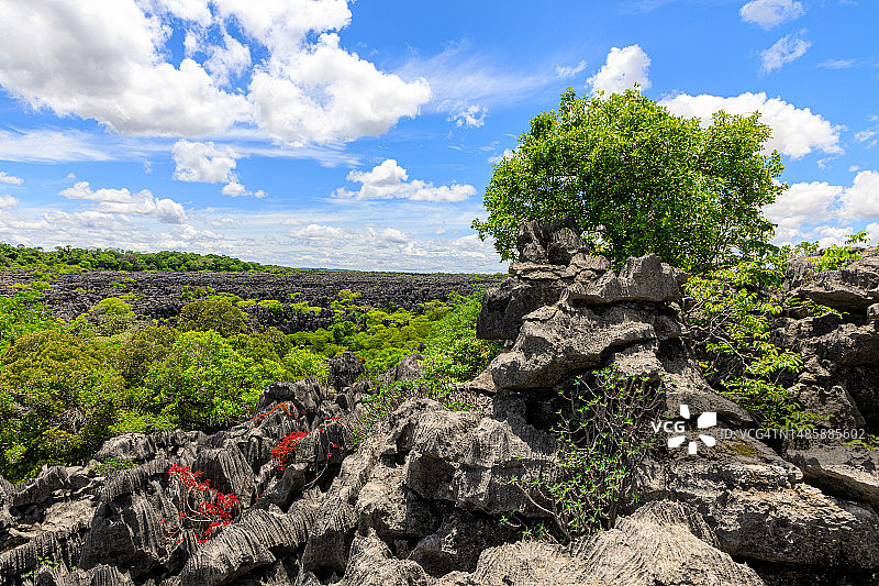 马达加斯加青灰色石林图片素材