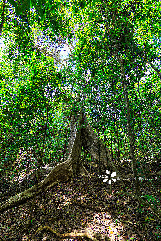 马达加斯加青灰色石林图片素材