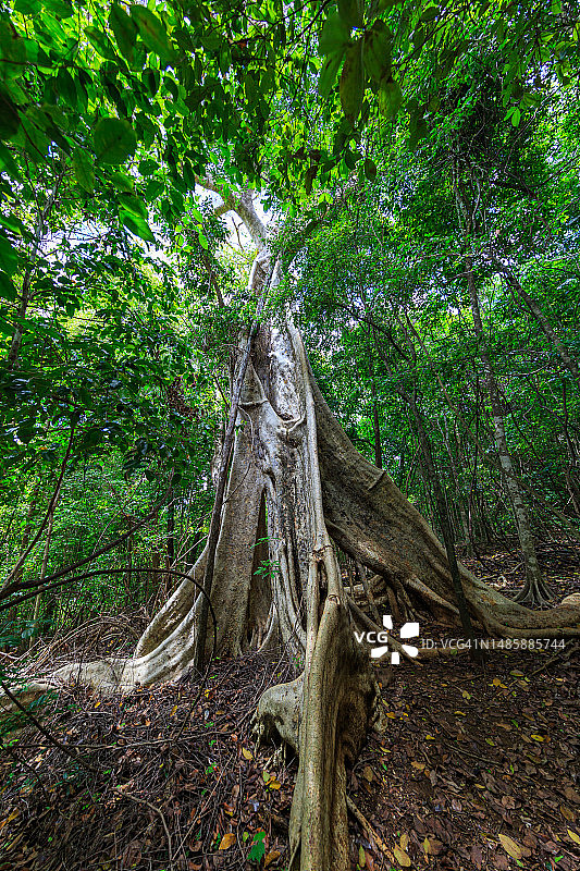 马达加斯加青灰色石林图片素材