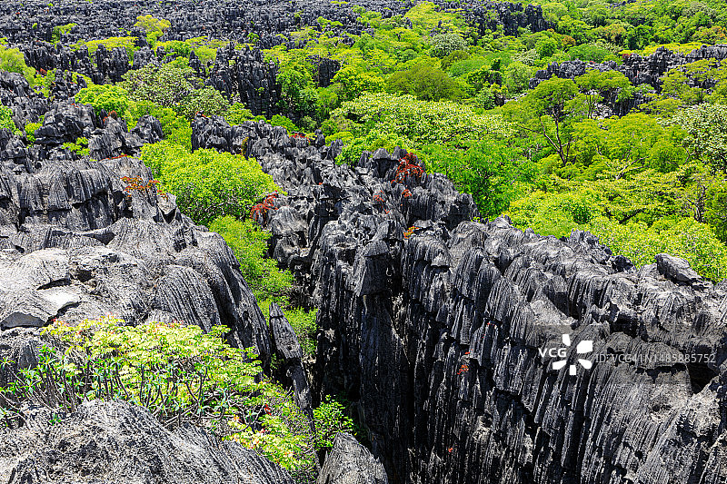 马达加斯加青灰色石林图片素材