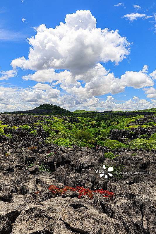 马达加斯加青灰色石林图片素材