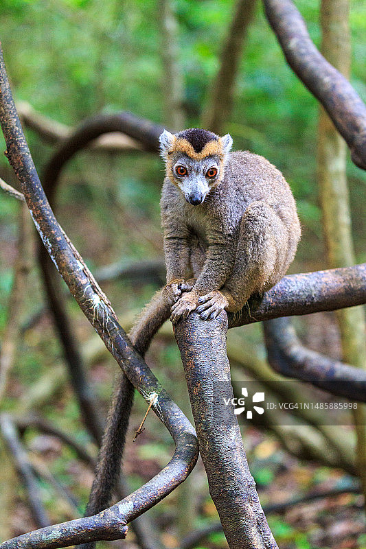 马达加斯加，猴子图片素材