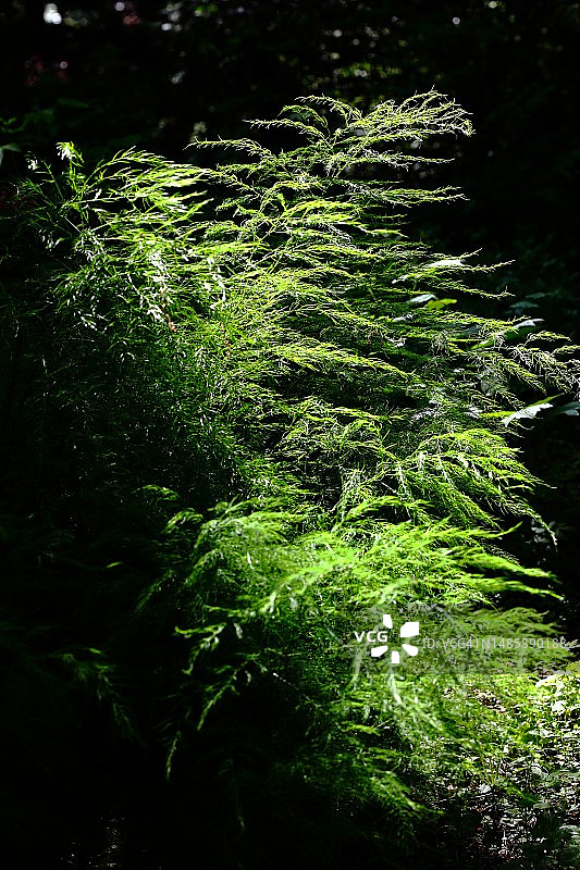 奇异景象图片素材