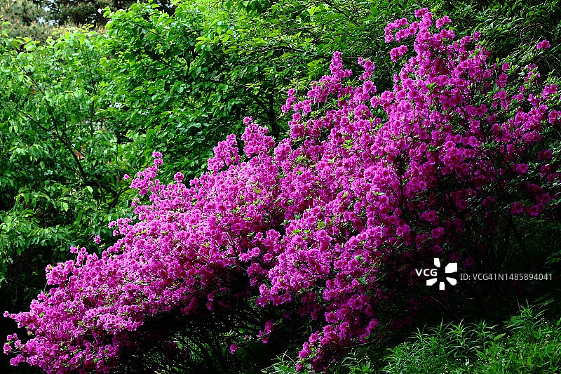 铁锅粥图片素材