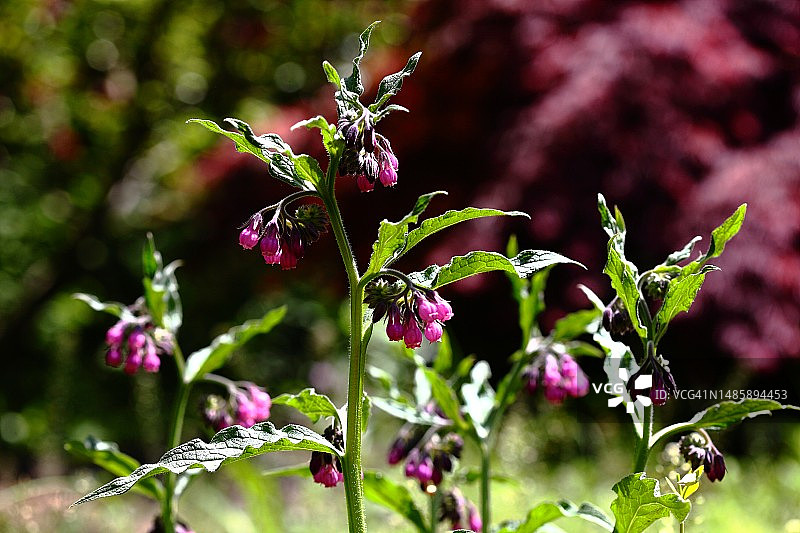 聚合草图片素材