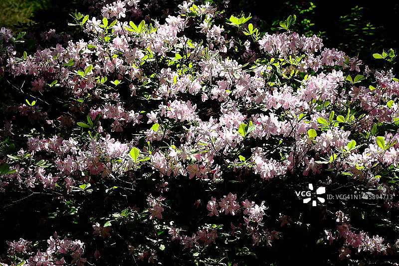 杜鹃花图片素材