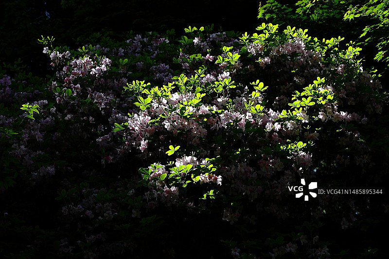 杜鹃花图片素材