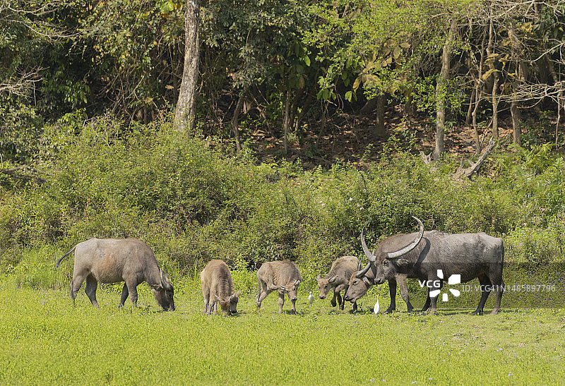 印度卡齐兰加国家公园的野生水牛图片素材