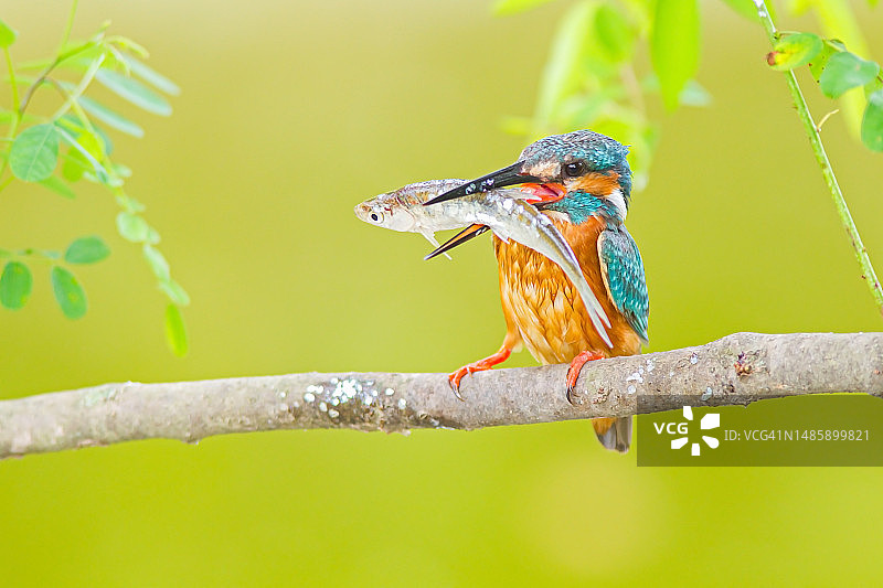 翠鸟，普通翠鸟图片素材