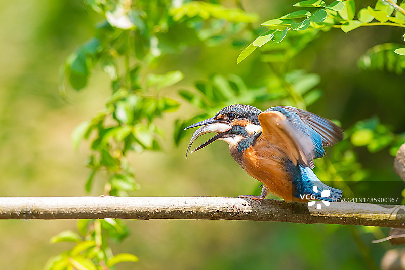 翠鸟，普通翠鸟图片素材