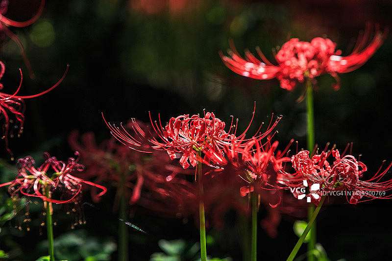 吉祥寺花碗图片素材
