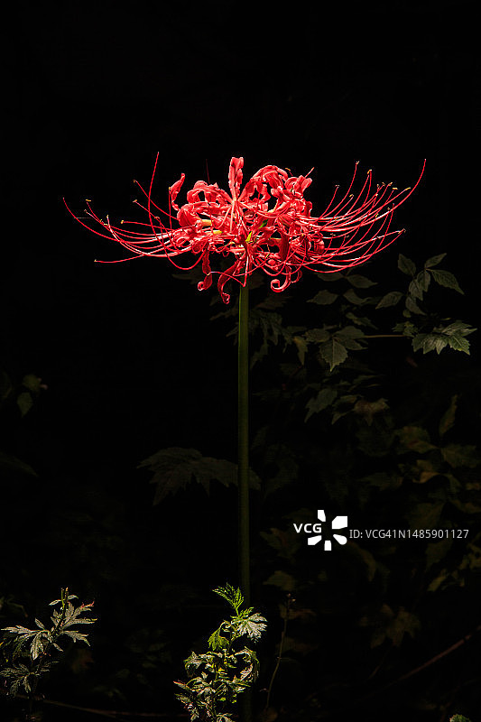 吉祥寺花碗图片素材