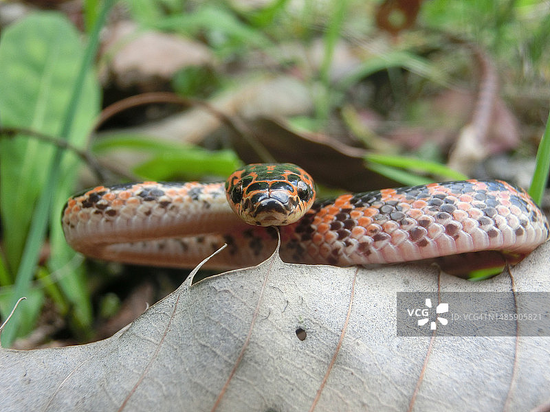 沙锥鸟图片素材