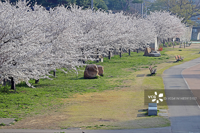 大邱广域市智妙洞图片素材