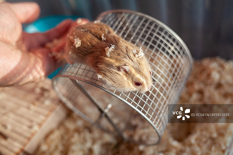 可爱的叙利亚仓鼠从盒子里探出头图片素材