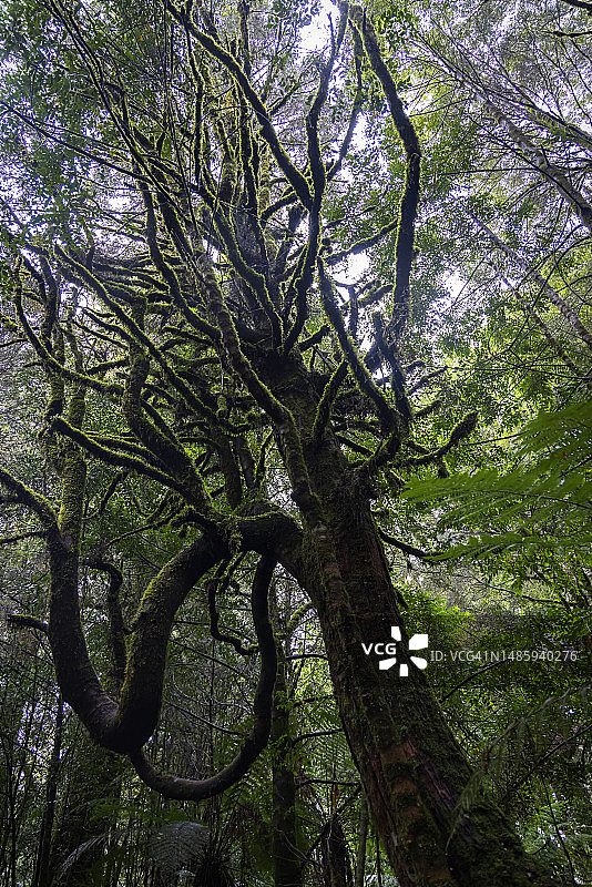 塔斯马尼亚塔金地区远古冈瓦纳热带雨林树木图片素材