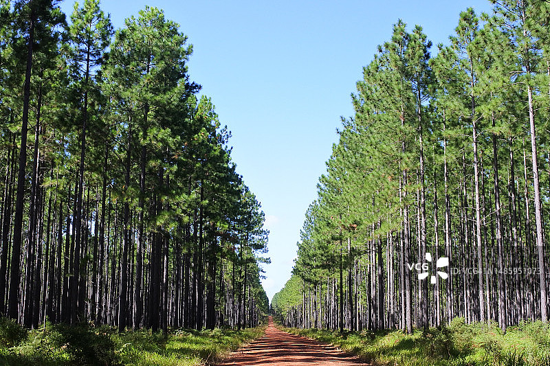 松树林中的空旷小路图片素材