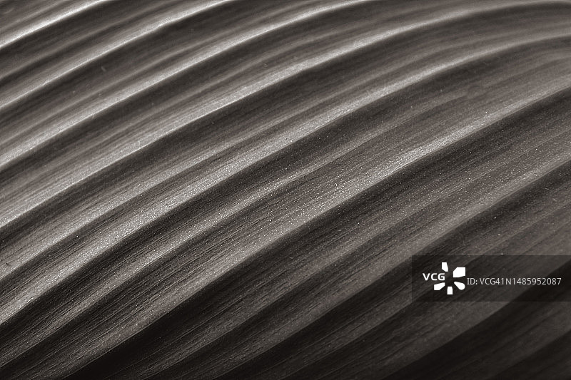 热带植物叶子特写单色图像图片素材