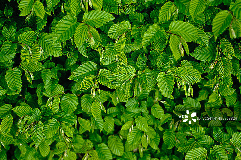 鹅耳枥树叶图片素材