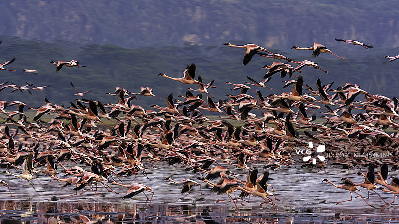 飞越纳库鲁湖的小火烈鸟图片素材