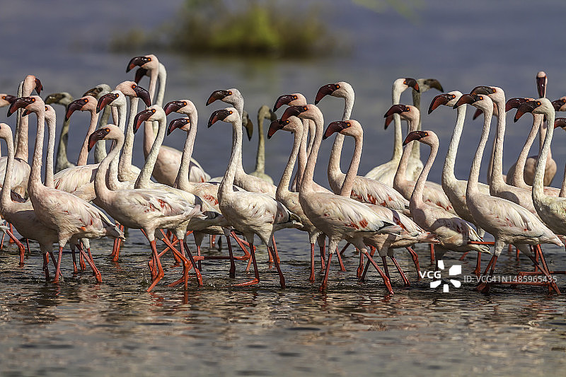 小火烈鸟沿着博戈里亚湖行走图片素材