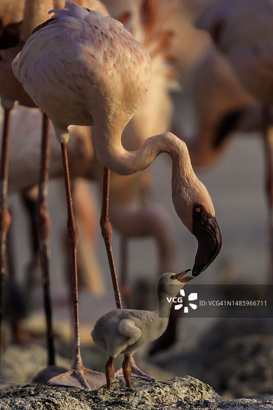 火烈鸟妈妈和它的小鸟图片素材