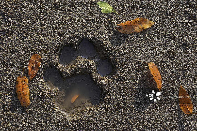 狮爪印图片素材