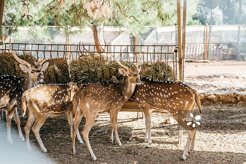 动物园围栏内的小鹿与稻草图片素材