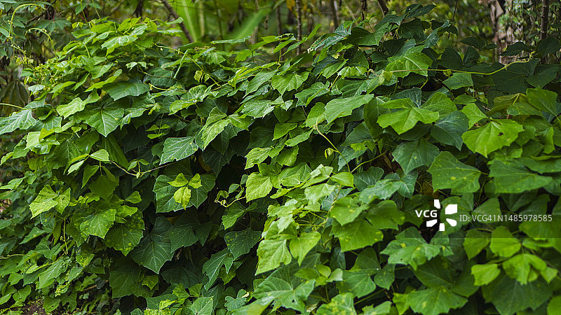 豆薯植物图片素材
