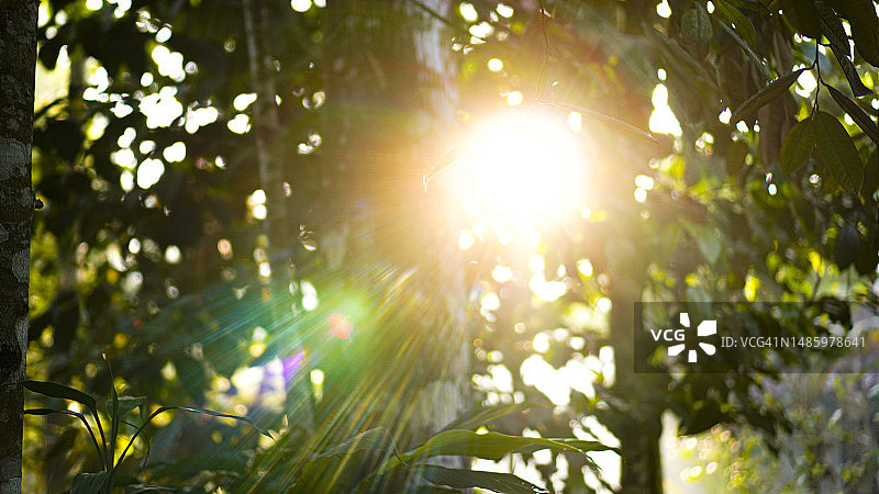 晨曦穿透树林的乡间小路景色图片素材