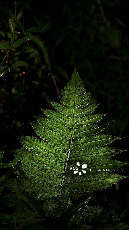 蕨类植物的背景图片素材