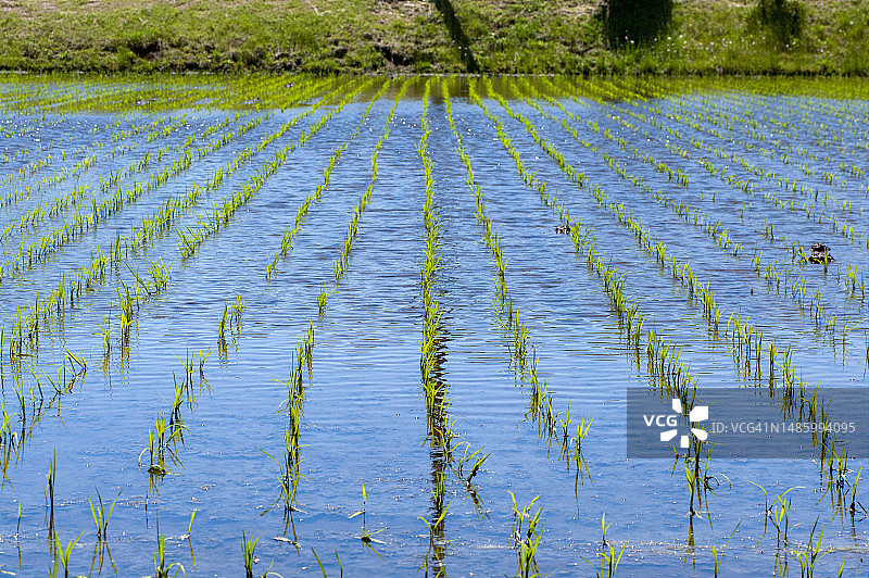 稻田里生长的水稻图片素材