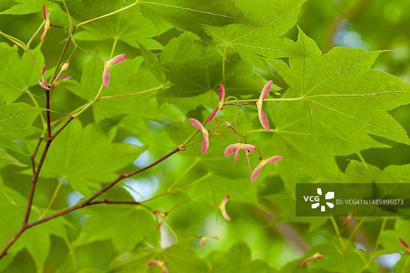 绿色日本枫叶和果实图片素材