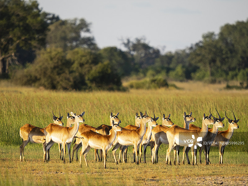 奥卡万戈三角洲湿地的红麂羚群图片素材