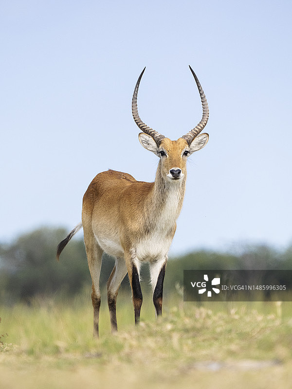 奥卡万戈三角洲湿地中的红麂羚图片素材