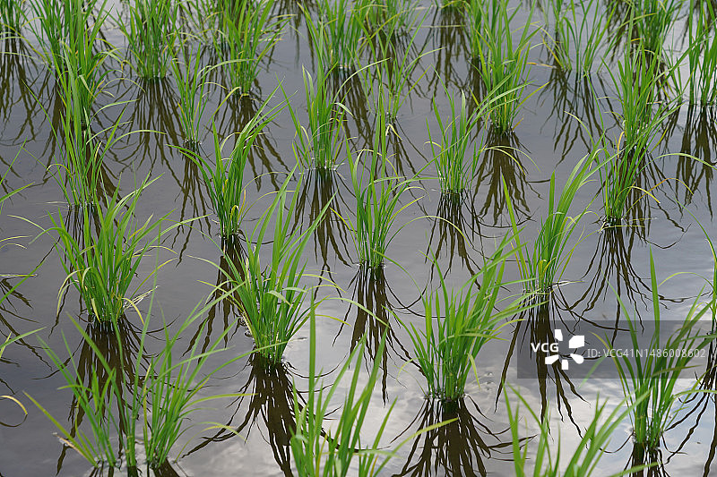 稻田里的水稻图片素材