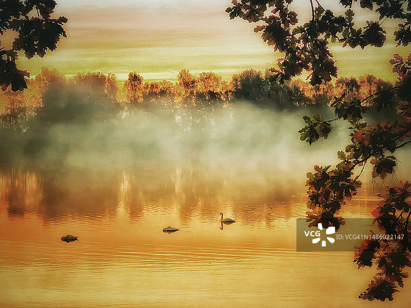 黎明时的鸭子图片素材