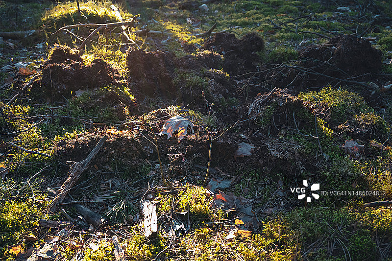 森林中被野猪破坏的林下植被图片素材