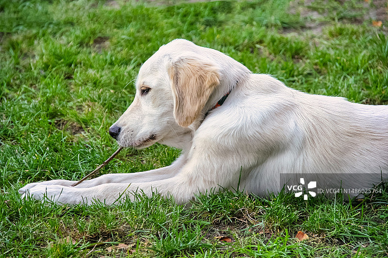 金毛幼犬咬树枝图片素材