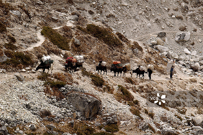运送行李到尼泊尔珠穆朗玛峰大本营的牦牛队图片素材