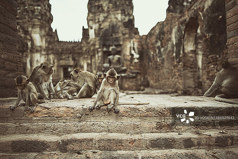 泰国华富里三峰塔寺台阶上的猴群图片素材