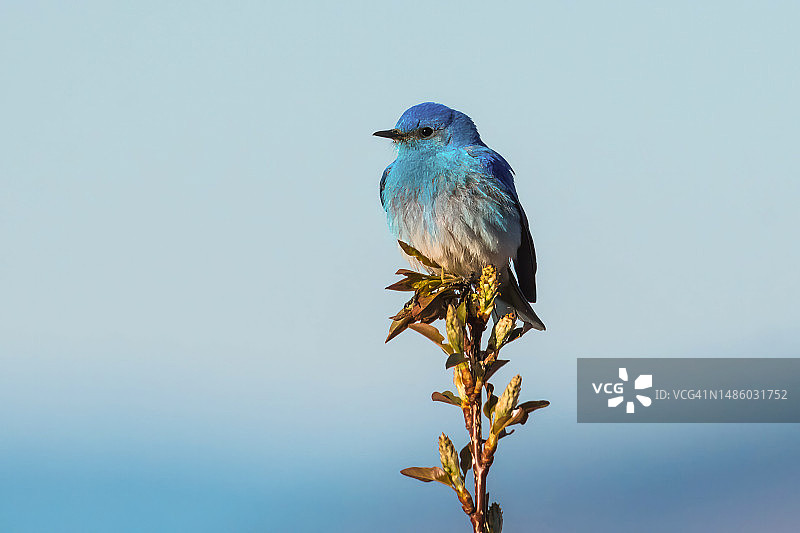 加拿大不列颠哥伦比亚省停在开花植物上的蓝知更鸟图片素材