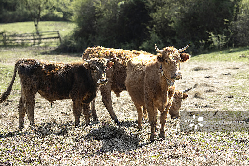 乡村牧场草地上吃秸秆干草的牛。 有机牛肉乡村农场动物在山区景观中放牧。 牛科牲畜在户外觅食。图片素材